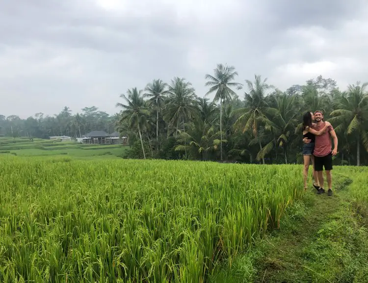 rice fields in ubud