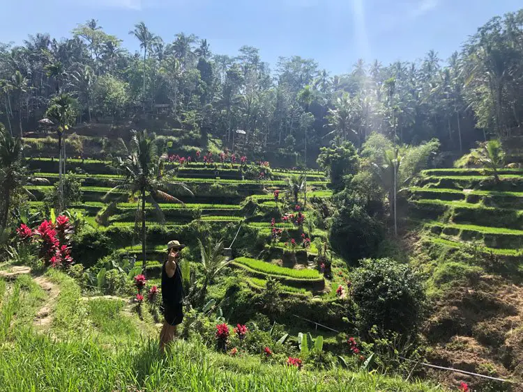 tegalalang rice terraces