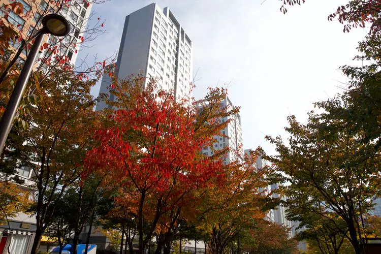 autumn in seoul