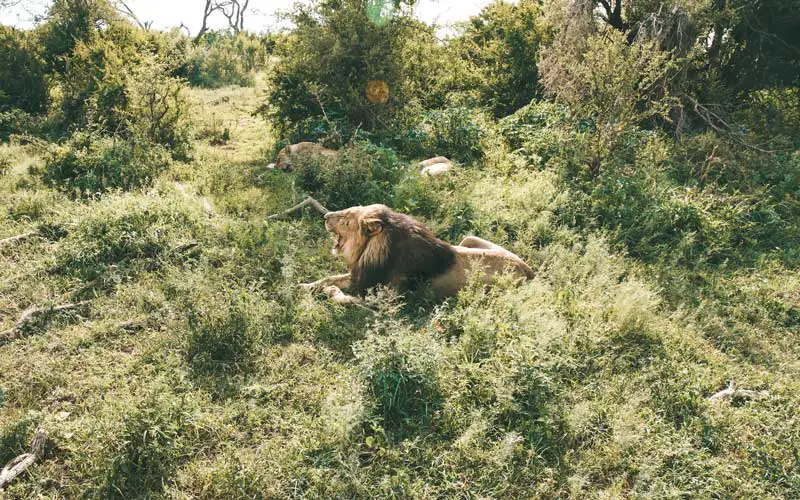 lion in the bush in kruger