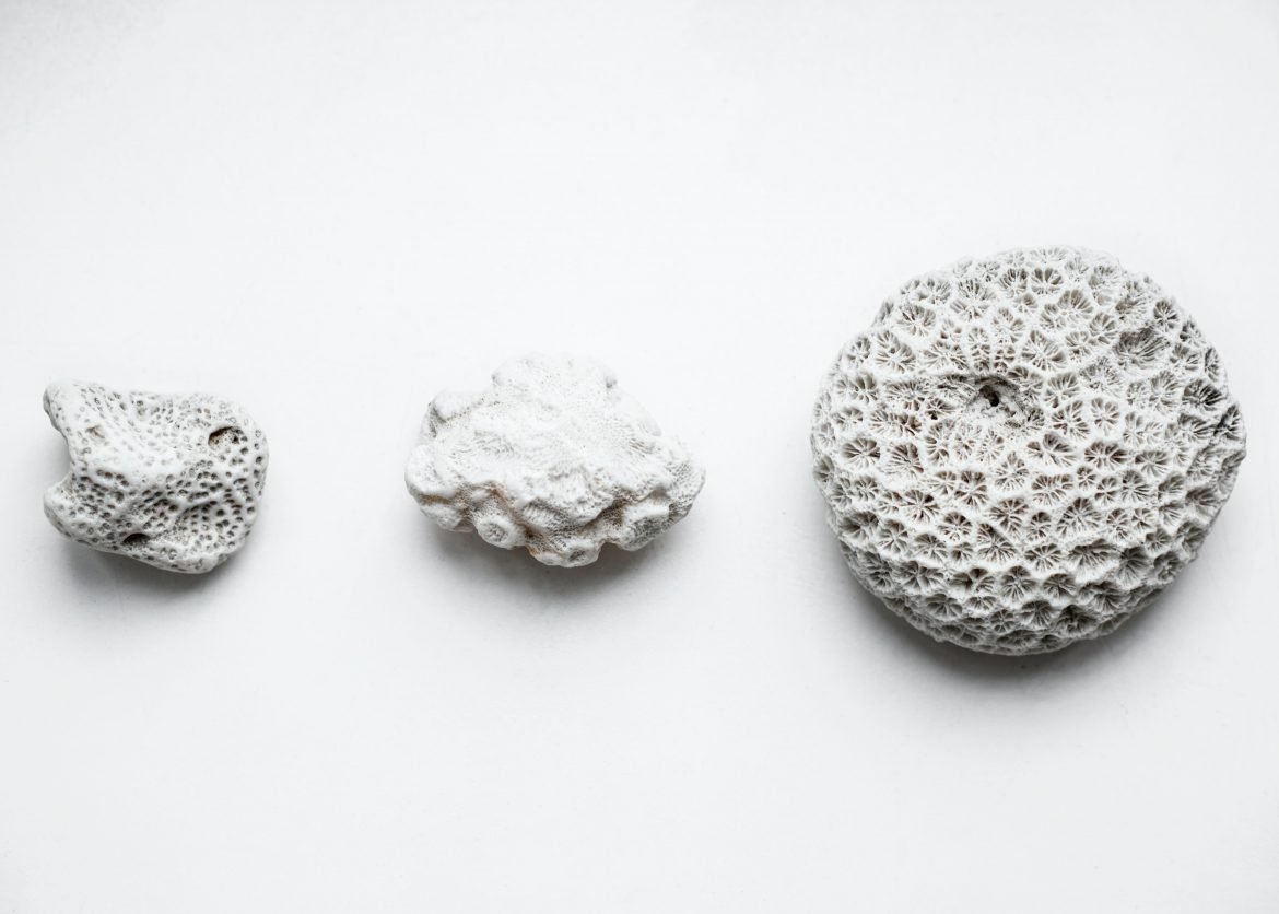 bleached coral