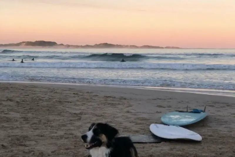 dog-st-francis-surf